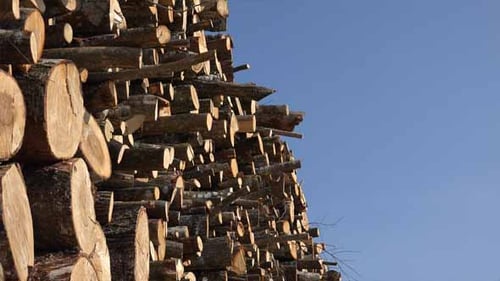Stacked Logs in Nature on a Sunny Day