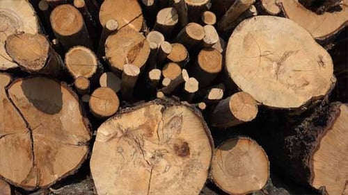 Cut Wood Logs Piled in Sunlight