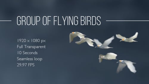 Flying Birds Flock Alpha Channel Loop