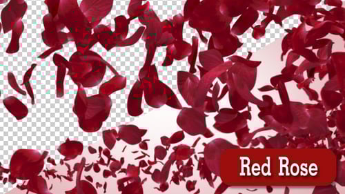 Romantic Red Rose Petals Falling Transparent Overlay