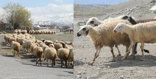 Shepherd