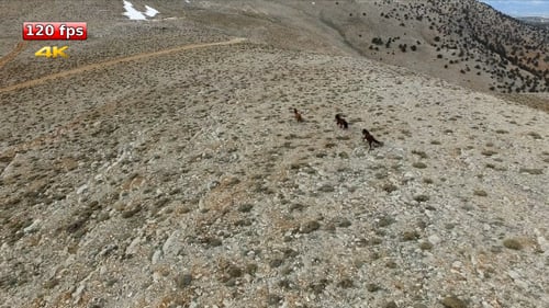 Aerial Wildpferde