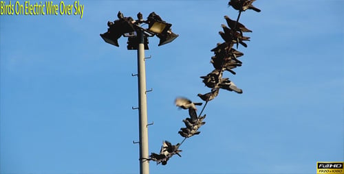 Birds On Electric Wire Over Sky