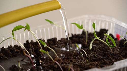 Watering of Seedling 4