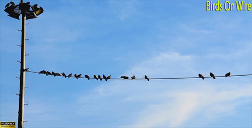 Birds Perched on Wire Under Blue Sky