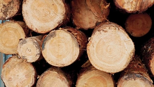 Pile of Cut Timber Logs Close-up