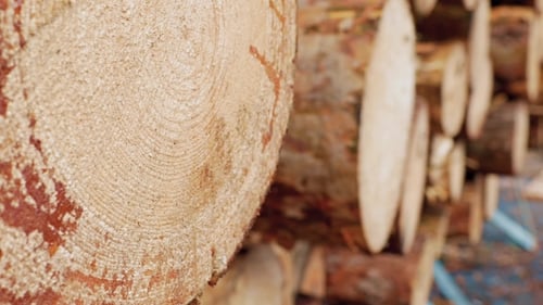 Stacked Lumber from Rural Forest Logging Industry