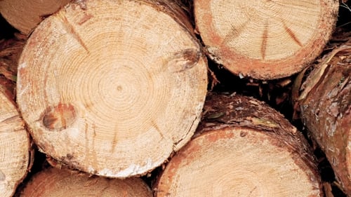 Stacked Cut Logs in the Forest