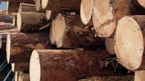 Stacked Logs in Natural Light