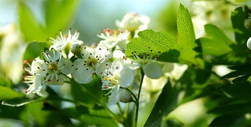 Apple Blossom
