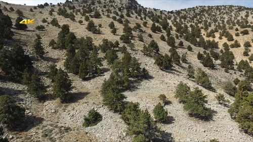Luftige spärliche Wälder