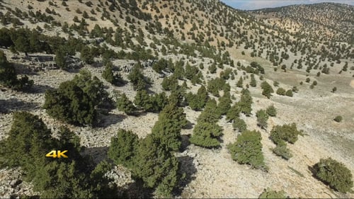 Aerial Sparse Trees