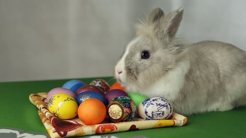 Cute Rabbit with Tray of Easter Eggs