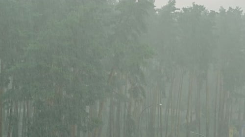 Tormenta de verano en un bosque de pinos