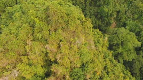 Ver paisaje de bosque de montaña