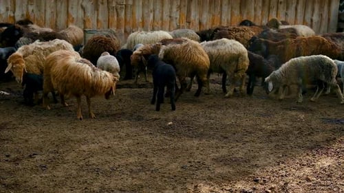 Granja de ovejas con ovejas y cabras