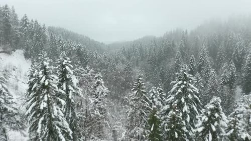 Flying over tree tops in beautiful snow covered forest