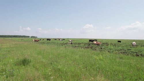 Aerial Drone Shot of Cows Grazing on Pasture Landscape
