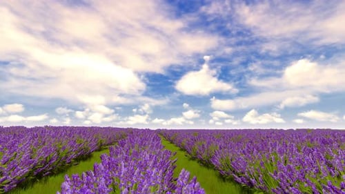 Lavender Field Under Blue Sky With Clouds