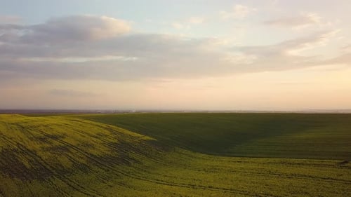 Aerial view of bright green agricultural farm field with growing rapeseed plants at sunset.
