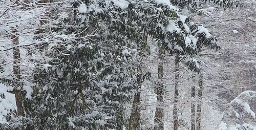 Snowfall In The Woods