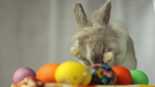 Easter Bunny with Easter Eggs