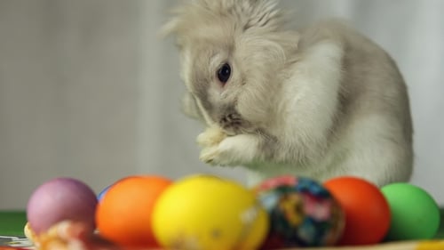 Sweet Bunny Grooming with Easter Eggs