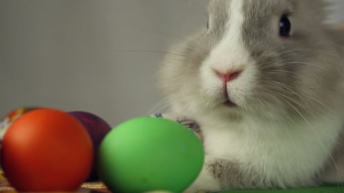 Osterhase mit Ostereiern