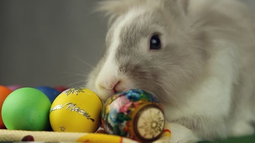 Fluffy White Easter Rabbit and Colorful Eggs