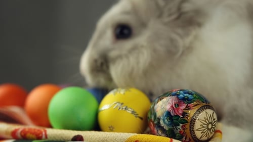 White Rabbit Inspecting Decorated Easter Eggs Close Up
