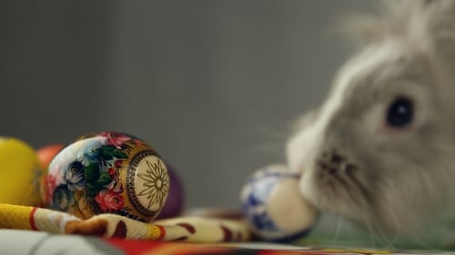 White Rabbit Sniffs Decorated Easter Egg Indoors