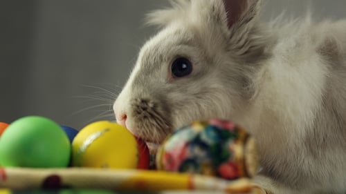 Easter Bunny with Brightly Decorated Easter Eggs