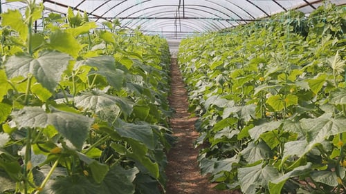 Lush Cucumber Plants in Greenhouse