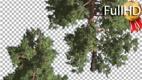 Swaying Pine Trees with Alpha Channel for Natural Compositing