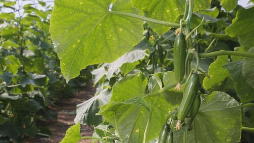 Fresh Cucumber Plant in Greenhouse 2