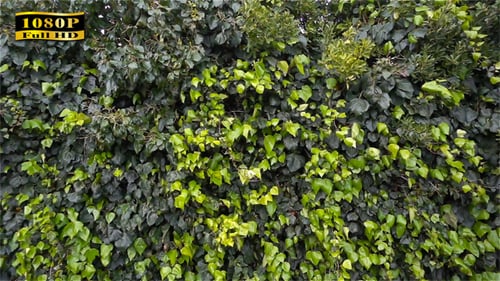 Plants Background
