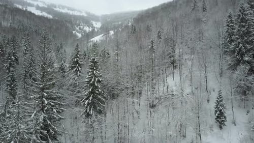 Aerial View of Winter Spruce Snowy Forest