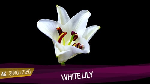 White Lily