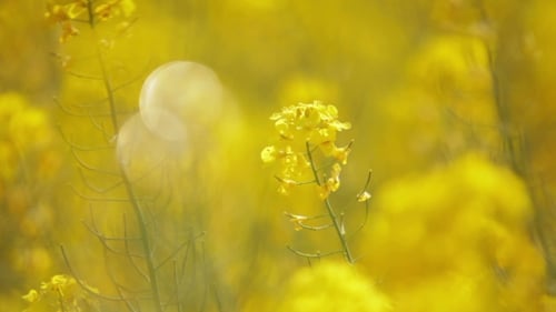 Loving Couple Holding Hands And Embracing On Colza Field