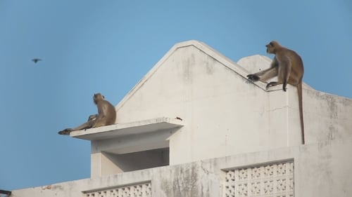 Two Gray Langur (Semnopithecus Dussumieri) Invade a Rooftop In Pushkar City