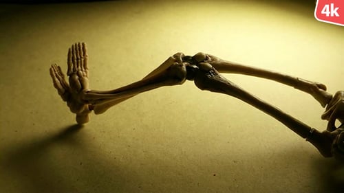 Human Skeleton 261