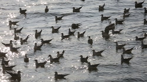 Seagulls On Water By The Harbour