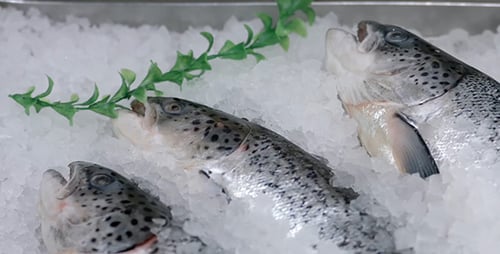 Fish on the Counter in the Store