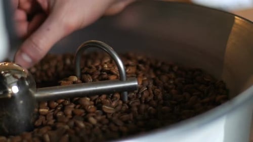 Close Up Inspecting Roasted Coffee Beans