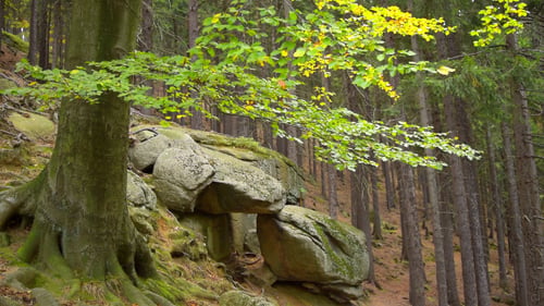 Forest & Stone