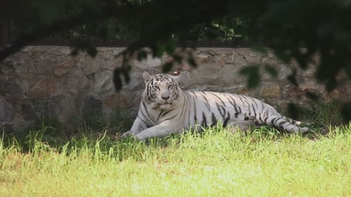 Majestic White Tiger Resting in Grassy Enclosure