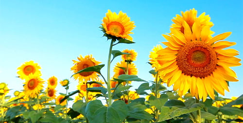 Vivid Sunflowers Blooming in a Rural Field