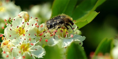 Käfer