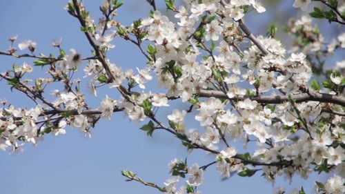 Fleur d'abricot qui fleurit au printemps