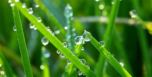 Frozen Spring Grass